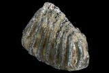 Partial Southern Mammoth Molar - Hungary #123660-3